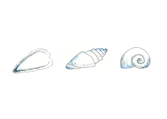 Trio of shells