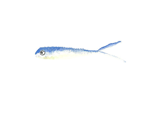 Blue sardine