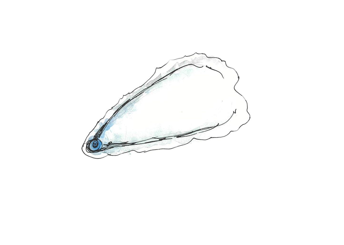 Oyster shell