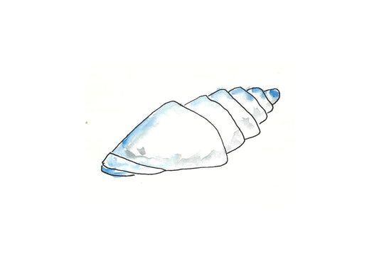 Blue conch shell