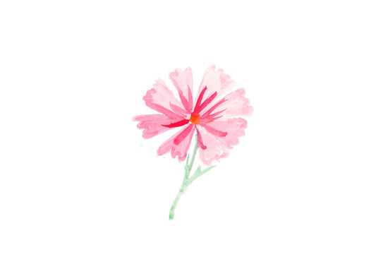 Pink cosmos