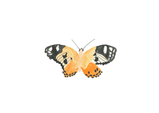 Painted lady butterfly