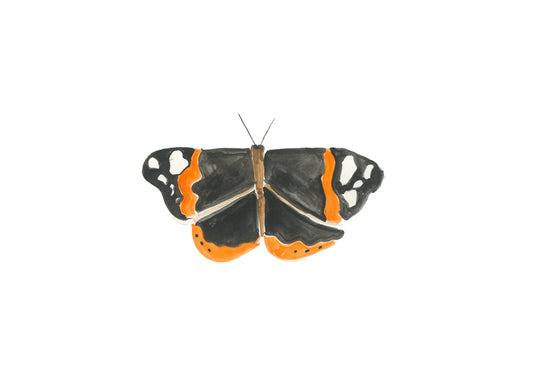 Red admiral butterfly