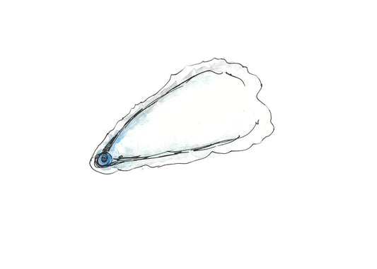 Oyster shell