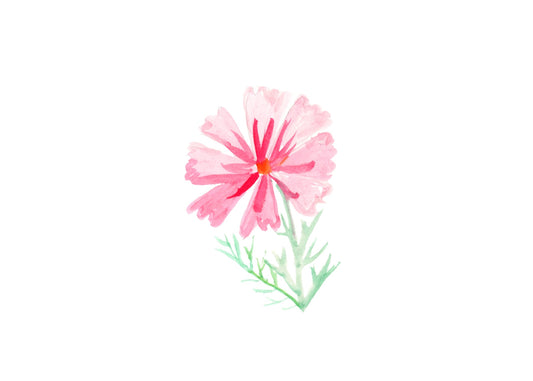 Late summer cosmos