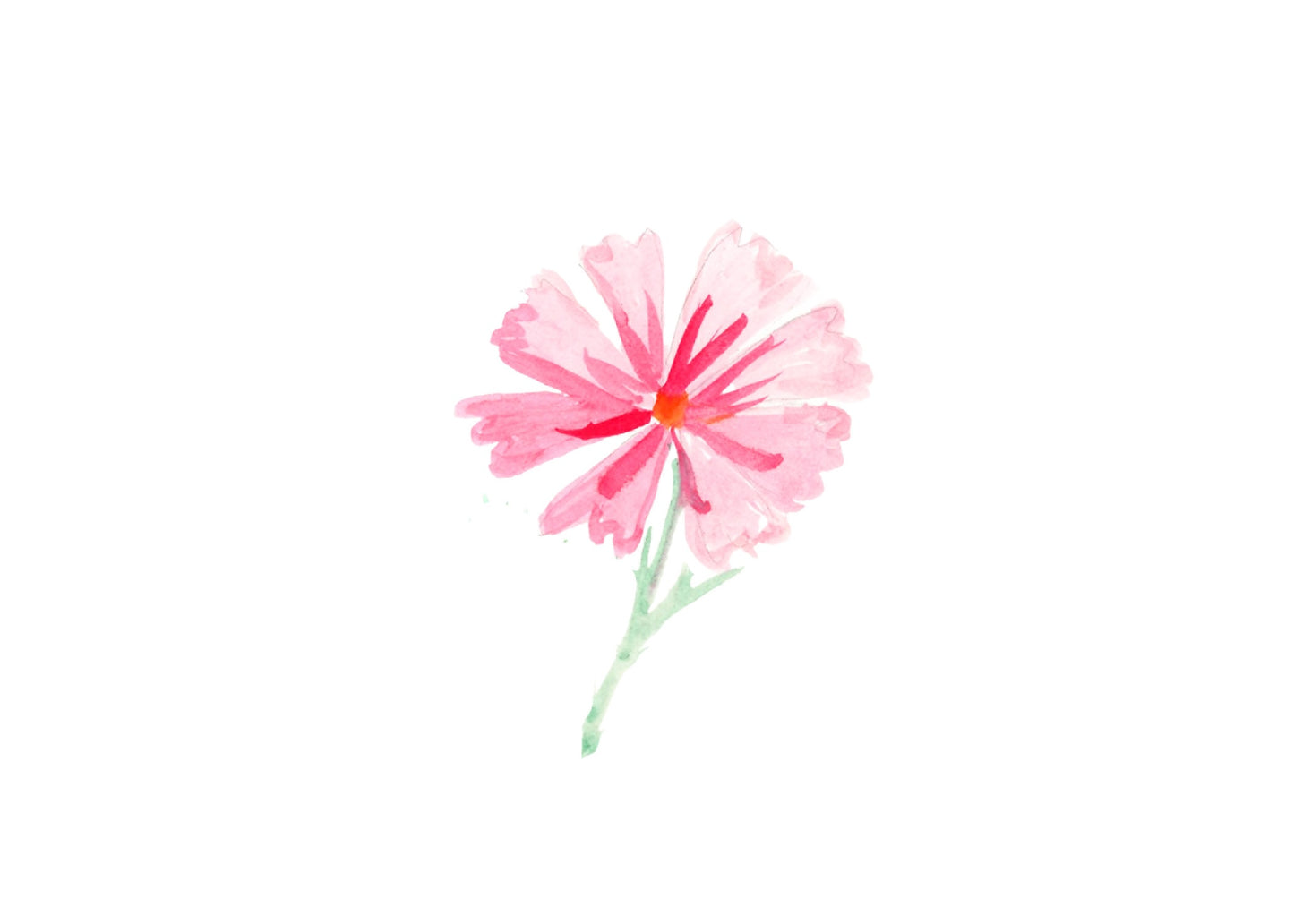 Pink cosmos
