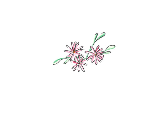 Pink coneflower