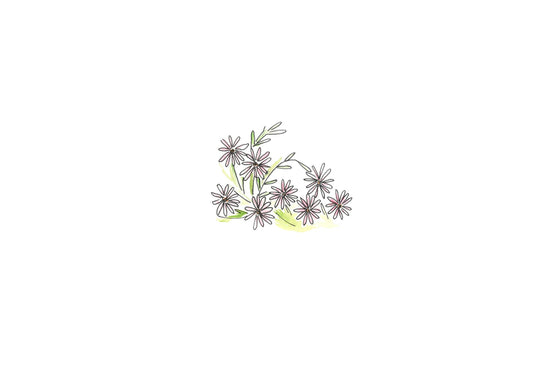 Wild daisies