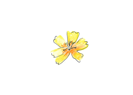 Yellow daylily